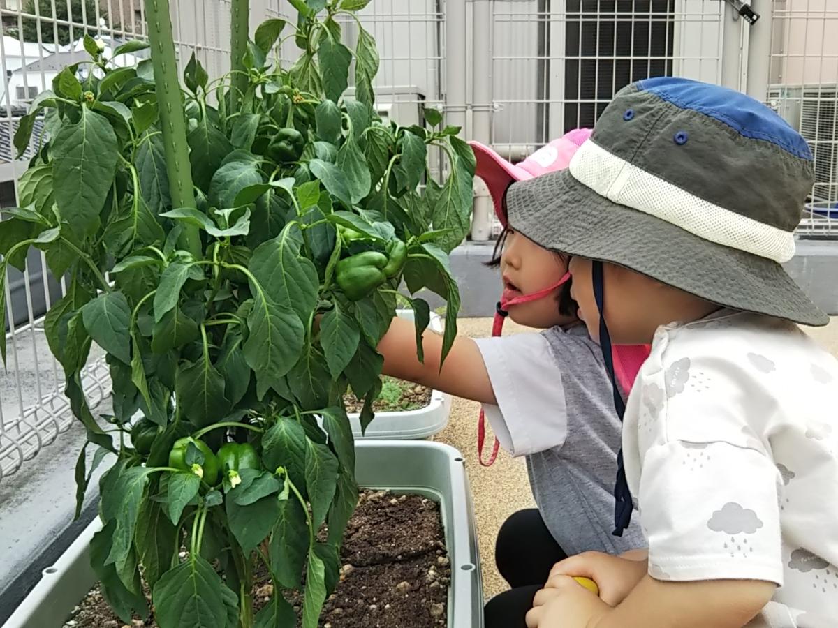 アインながくて保育園の調理補助（アルバイト・パート）資格なしOK